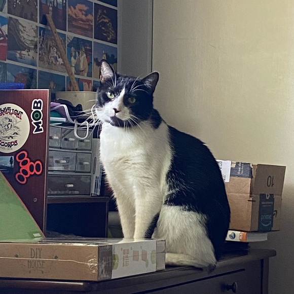 Meet your Posher, Emma - Picture 1 of 1